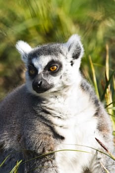 Ring-tailed lemur sitting on the grass and looking