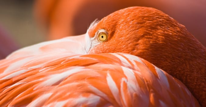 Orange flamingo resting in afternoon sun with beak between feathers 
