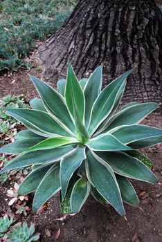 An isolated shot of a green aloe succulent plant