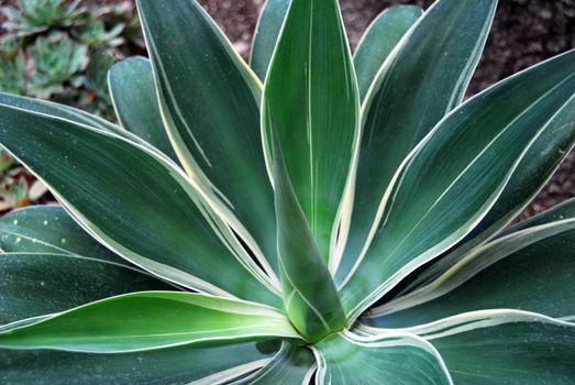 An isolated shot of a green aloe succulent plant