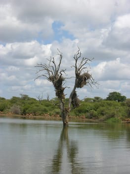 beautiful landscape at Kruger Park, in South Africa