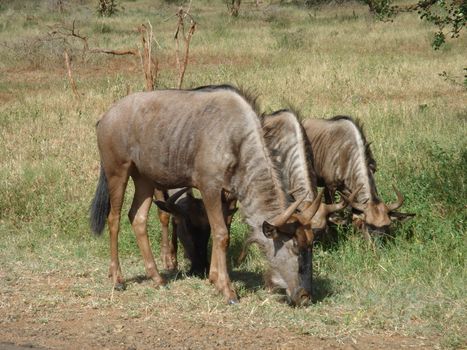 Wildebeests herbivore at Kruger Park, South Africa