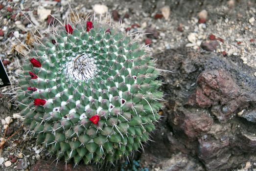 an isolated shot of mammilaria magnimamma Cactus plant