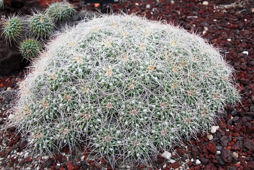 an isolated shot of mammilaria compressa Cactus plant