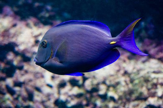 Surgeonfish, tropical coral fish with coral in background