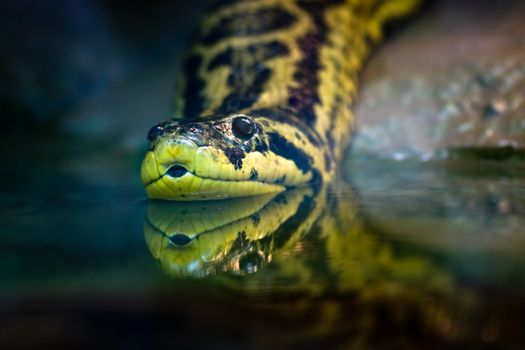 Yellow anaconda, native to South American swamps and marshes