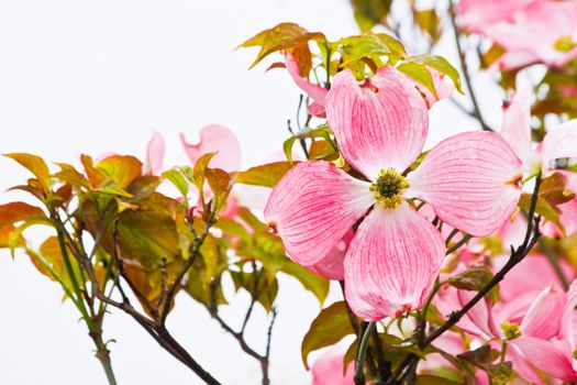 Flowering Japanese dogwood in spring horzontal image