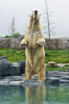 Polar bear with reflection standing upright at the waterside