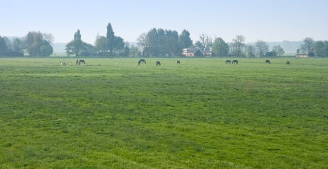 Dutch polder landscape with farm and horses in the early morning