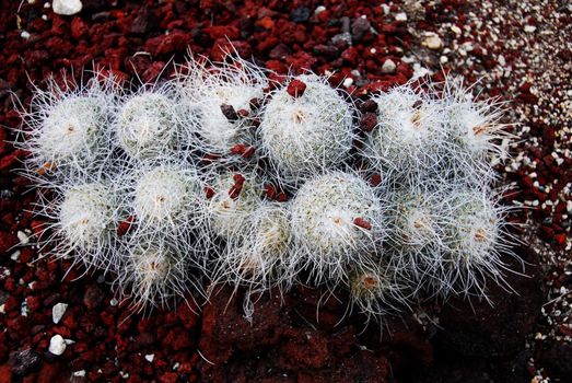 an isolated shot of mammilaria Cactus plant