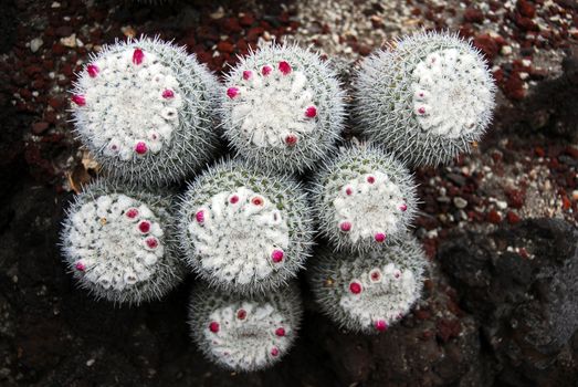 an isolated shot of mammilaria Geminispina Cactus plant