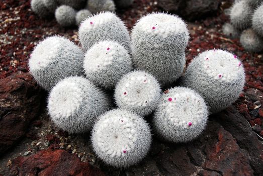 an isolated shot of mammilaria Geminispina Cactus plant