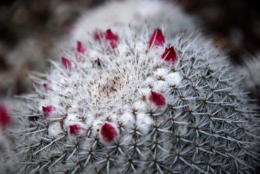 an isolated shot of mammilaria Geminispina Cactus plant flowering