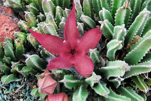 an isolated shot of a Cactus Flower