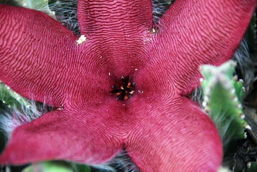 an isolated shot of a Cactus Flower