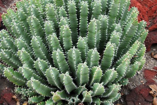 an isolated shot of cactus plants growing