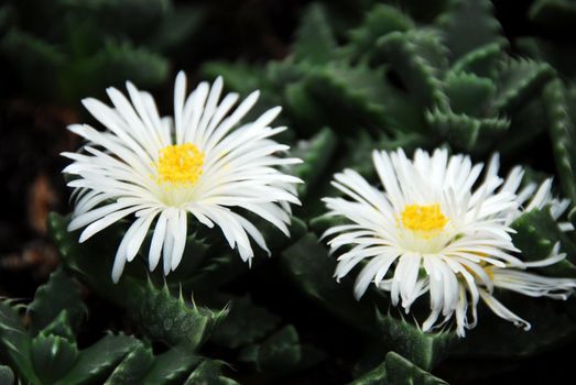 isolated shot of lithops faucaria candida flower