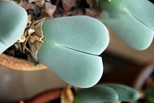 an isolated shot of green Lithops plant