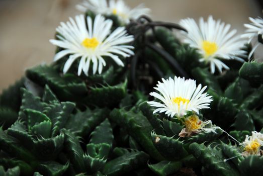 an isolated shot of Lithops faucaria candida plant