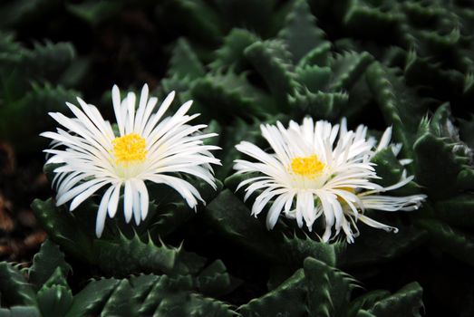 an isolated shot of Lithops faucaria candida plant