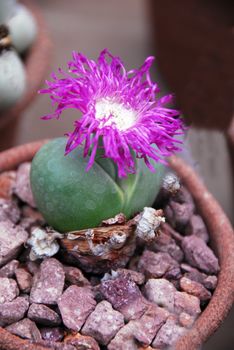 an isolated shot of Lithops argyraderma plant