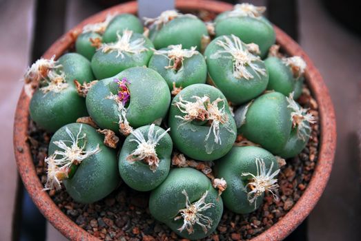 an isolated shot of green Lithops plant