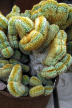 an isolated shot of Parodia leninghausi Cactus plant