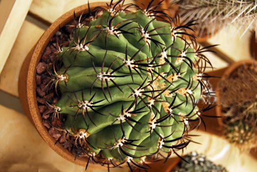 an isolated shot of cactus plants growing