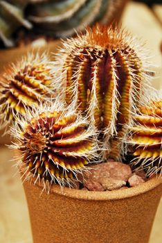 an isolated shot of cactus plants growing