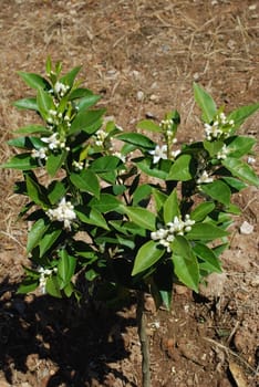 orange tree and white flowers on a small farm