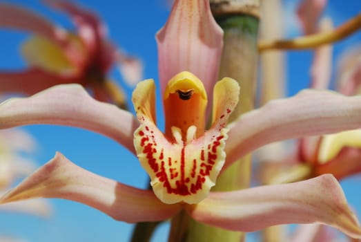 beautiful pink orchid flower with blue sky background