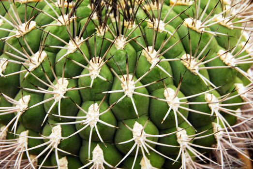an isolated shot of cactus plants growing