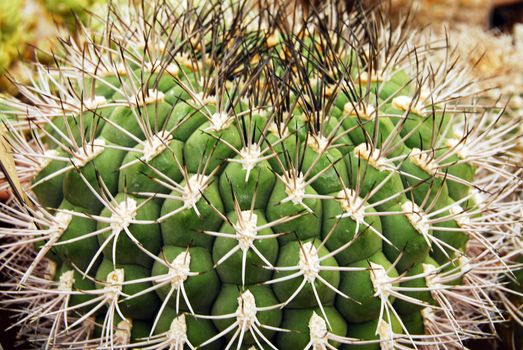 an isolated shot of cactus plants growing