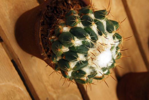 an isolated shot of coryphantha corniferia Cactus plant