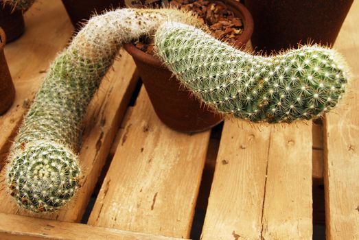 an isolated shot of mammilaria booli Cactus plant