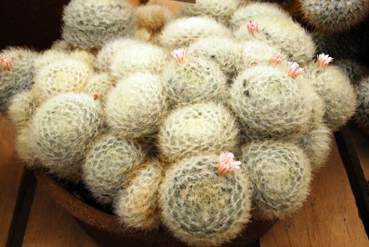 an isolated shot of mammilaria plumosa Cactus plant