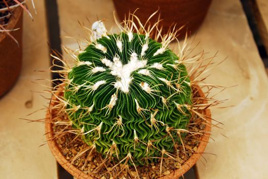 an isolated shot of stenocactus Cactus plant