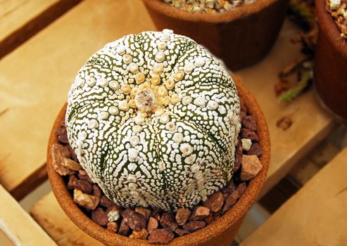 an isolated shot of astrophytum kebuta Cactus plant