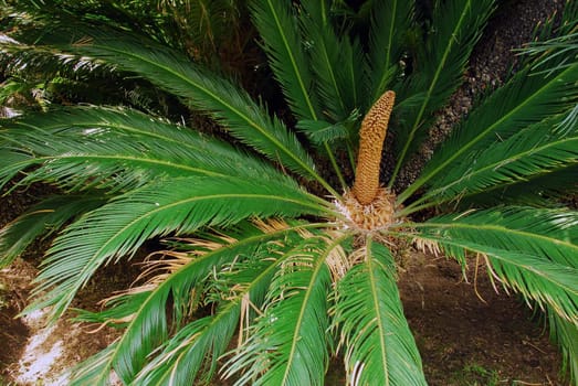 an isolated shot of green Cycad Palm plant