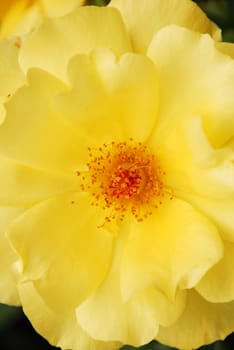 isolated shot of a yellow rose flower