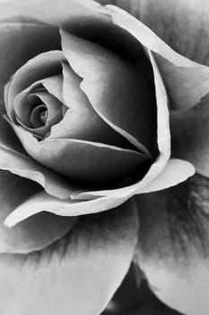 an isolated shot of a Pink Rose Flower