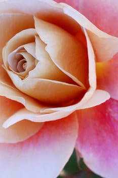 an isolated shot of a Rose Flower