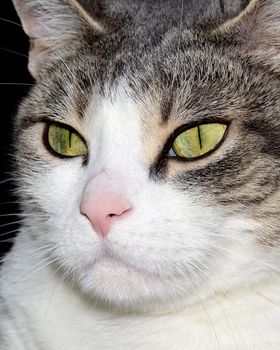 A close-up head shot of a domestic house cat.