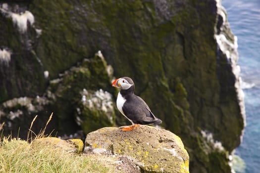 Puffin on the rock in Latrabjarg - Iceland
