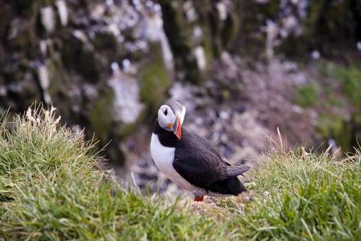 Iceland - Puffin on the green grass.