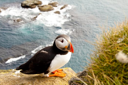 Beauty and colorful puffin in Latrabjarg - Iceland.