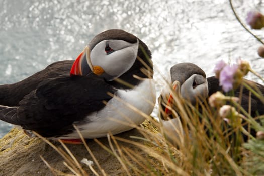 Two beauty puffin on the rock in Latrabjarg - Iceland