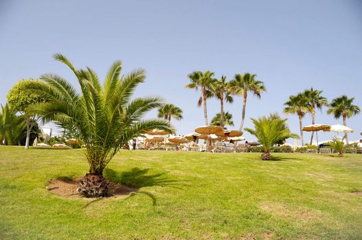 Palms at a hotel resort