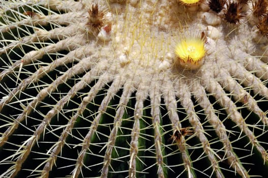 Close up of a cactus.