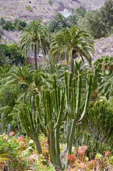 Landscape with cactus and palms